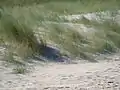 Strandhafer zur Dünenbefestigung