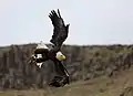 Weißkopfseeadler im Flug