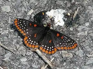 Euphydryas phaeton