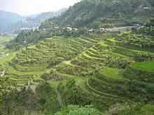 Seitliche Farbfotografie in der Obersicht von mehreren nebeneinander liegenden Anbauterrassen, die durch ihre Grünflächen und Hänge aus Sträuchern mit dem bewachsenen Berg im Hintergrund verschmelzen. Der Übergang zum Berg ist mit Häusern und einer Straße versehen. Unten links sind die Flächen nass.