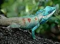 Blaue Schönechse (Calotes mystaceus)