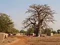 Ein Baobab im Zentrum von Pitmoaga