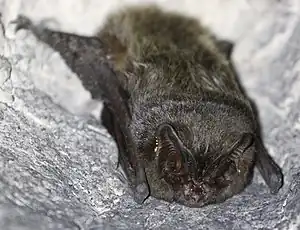 Mopsfledermaus