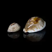 Barycypraea teulerei (links) und Barycypraea fultoni (rechts)