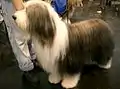 Bearded Collie