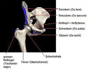 Becken, Oberschenkel und Hüftgelenk