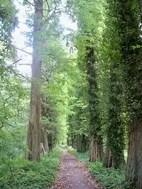 Eine Sumpfzypressen-Allee in Beetzendorf