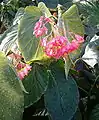 Strauch-Begonie (Begonia Corallina-Hybride ‚President Carnot‘, Habitus und Blütenstand)