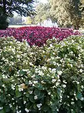 Überblick auf ein Beet mit Begonia-Semperflorens-Hybriden in einem Park