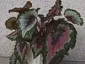 Rex-Begonien (Begonia-Rex-Hybriden)