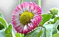 Massliebchen-Zuchtform: Bellis perennis-Kultivar