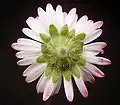 Pseudanthium des Gänseblümchens (Bellis perennis) in Rückansicht: Die Brakteen bilden ein tellerförmiges Involucrum