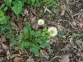 Bellis rotundifolia