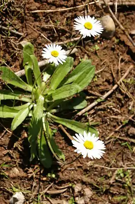 Bellis sylvestris