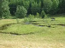 Benfe-Mäander zwischen Ludwigseck und Erndtebrück