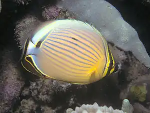 Pazifischer Rippen-Falterfisch(C. lunulatus)