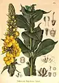 Berg – Schmidt 1861 Verbascum thapsiforme Schrad. (= Verbascum densiflorum Bertol.)