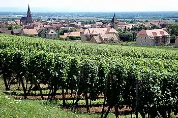 Blick auf Bergheim vom Weinberg Altenberg de Bergheim.