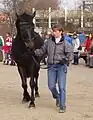 Eine Stute wird auf dem Pferdemarkt in Bernhausen vorgeführt