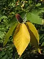 Reifer Fruchtstand der Zucker-Birke (Betula lenta)