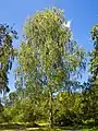 Hänge-Birke (Betula pendula)