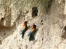 Bienenfresser-Paar vor der Brutröhre an einer Steilwand im Nationalpark