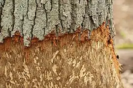 Nagespuren an einer Eiche bei Berlin