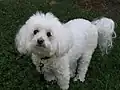 Bichon Frisé