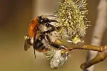 Großaufnahme von einer Baumhummel die Nektar an einem Blütenkätzchen sammelt