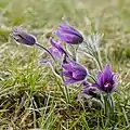 Gewöhnliche Küchenschelle(Anemone pulsatilla)