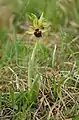 Spinnen-Ragwurz(Ophrys sphegodes)