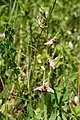 Bienen-Ragwurz(Ophrys apifera)