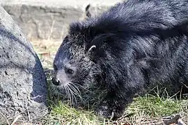 Binturong (Arctictis binturong)