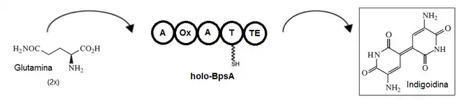 Biosynthese von Indigoidin