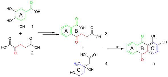 Biosynthese von Alizarin aus Shikimisäure, α-Ketoglutarsäure und Mevalonsäure