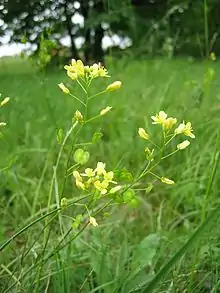 Glatt-Brillenschötchen(Biscutella laevigata)