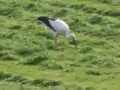 Storch im „Ernteeinsatz“ auf der Bislicher Insel.