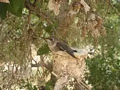 Weibchen auf dem Nest