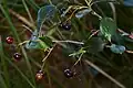 Aronia-Beeren