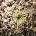 Gelbe Seeanemone