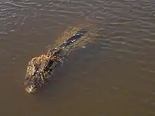 Ein Schwarzer Kaiman, im Wasser ist nur ein langgezogener dunkler Körper auszumachen, der an einen Baumstamm erinnert.