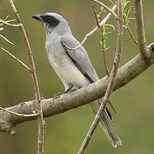 Schwarzgesicht-Raupenfänger (Coracina novaehollandiae)