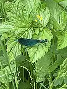 Blauflügel-Prachtlibelle (Calopteryx virgo)