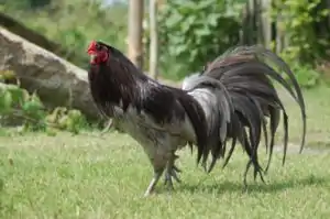 Sumatra (Huhn)