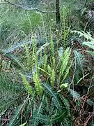 Rippenfarn (Struthiopteris spicant, Syn.: Blechnum spicant)