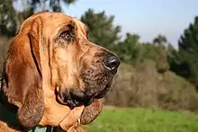 Wamme eines Bloodhounds