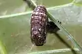 Puppe (Chrysalis)