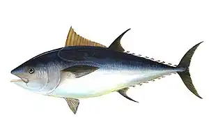 Roter Thun (Thunnus thynnus)