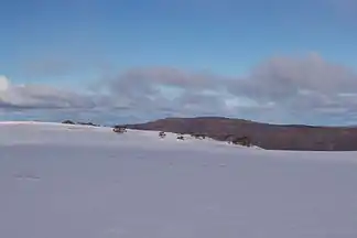 Typische Winterszenerie in den Bogong High Plains