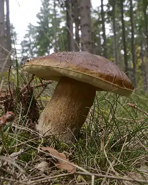 Der Steinpilz hat einen pileaten, boletoiden Fruchtkörper (Hut, Stiel und Röhren)